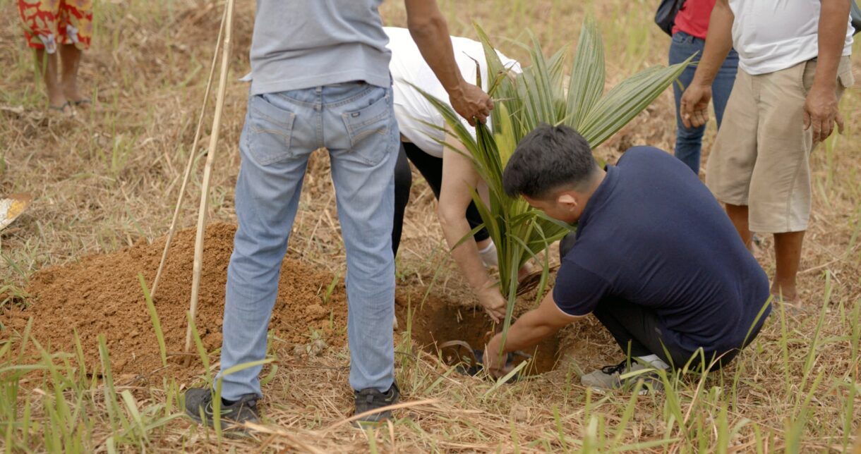 Planting a tree