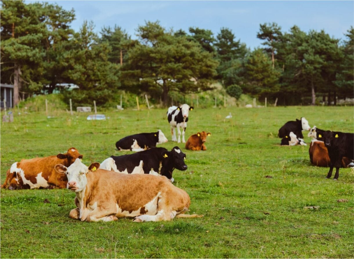 Cows