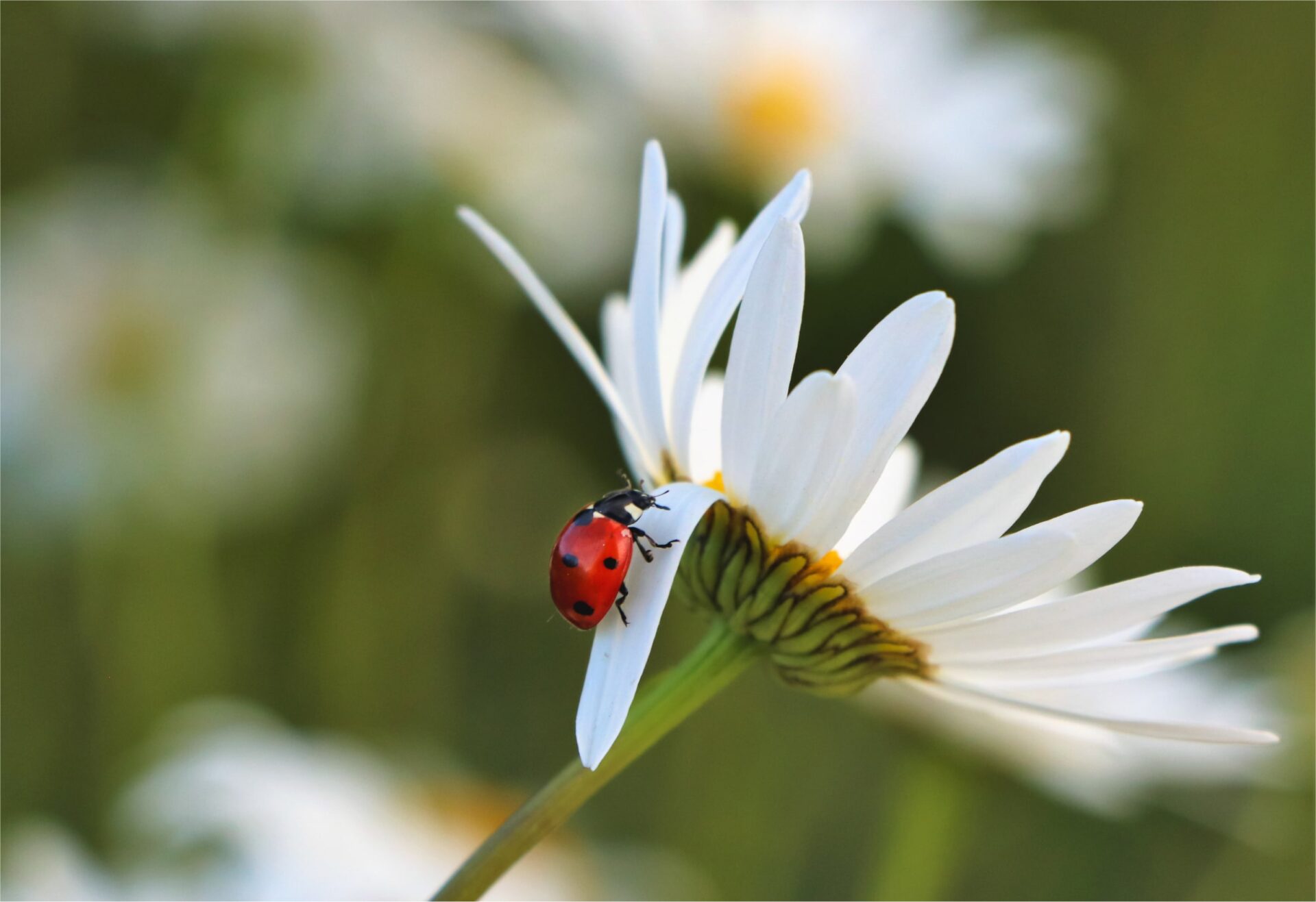 Ladybug on flower