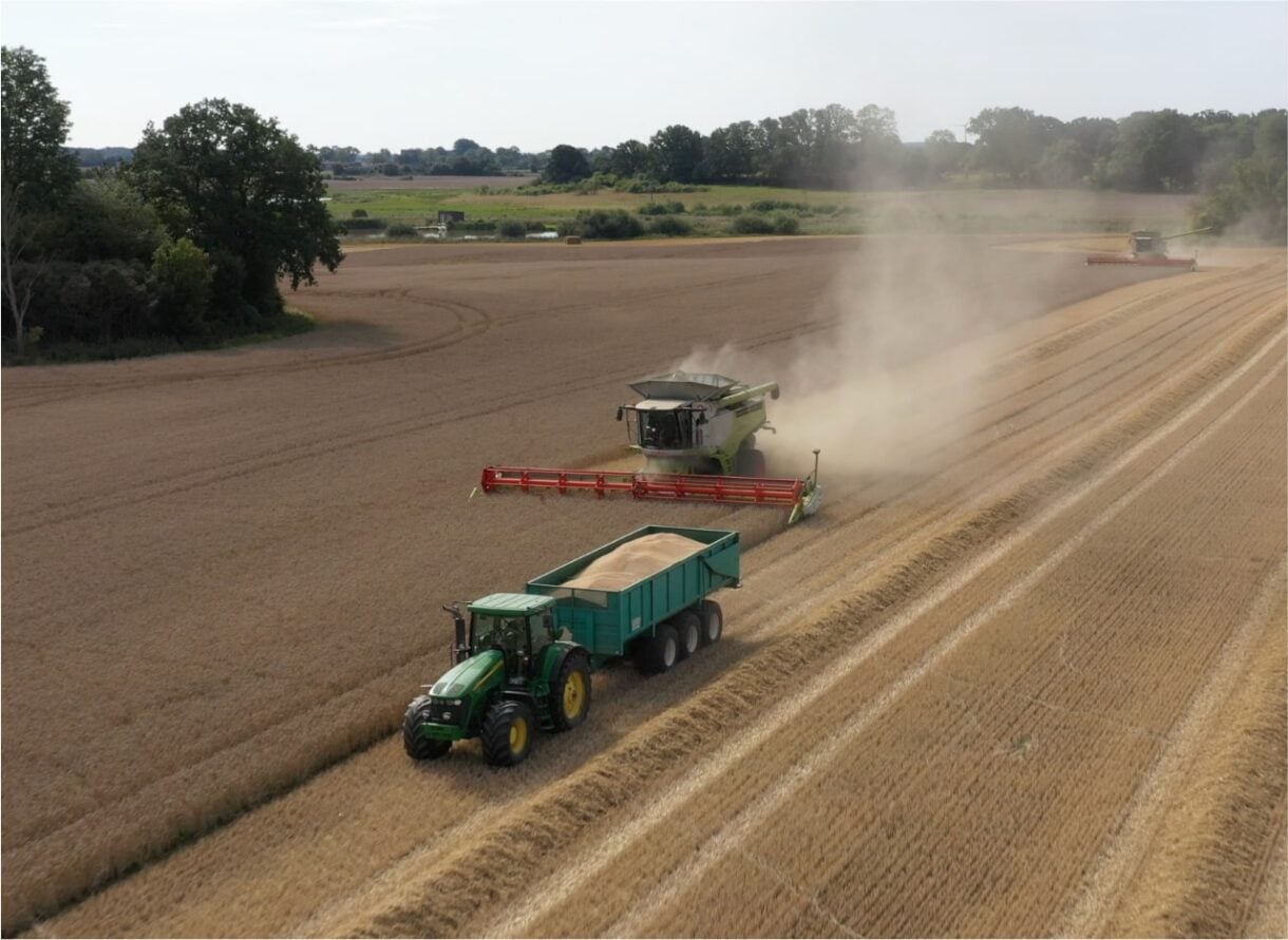 Harvesting wheat