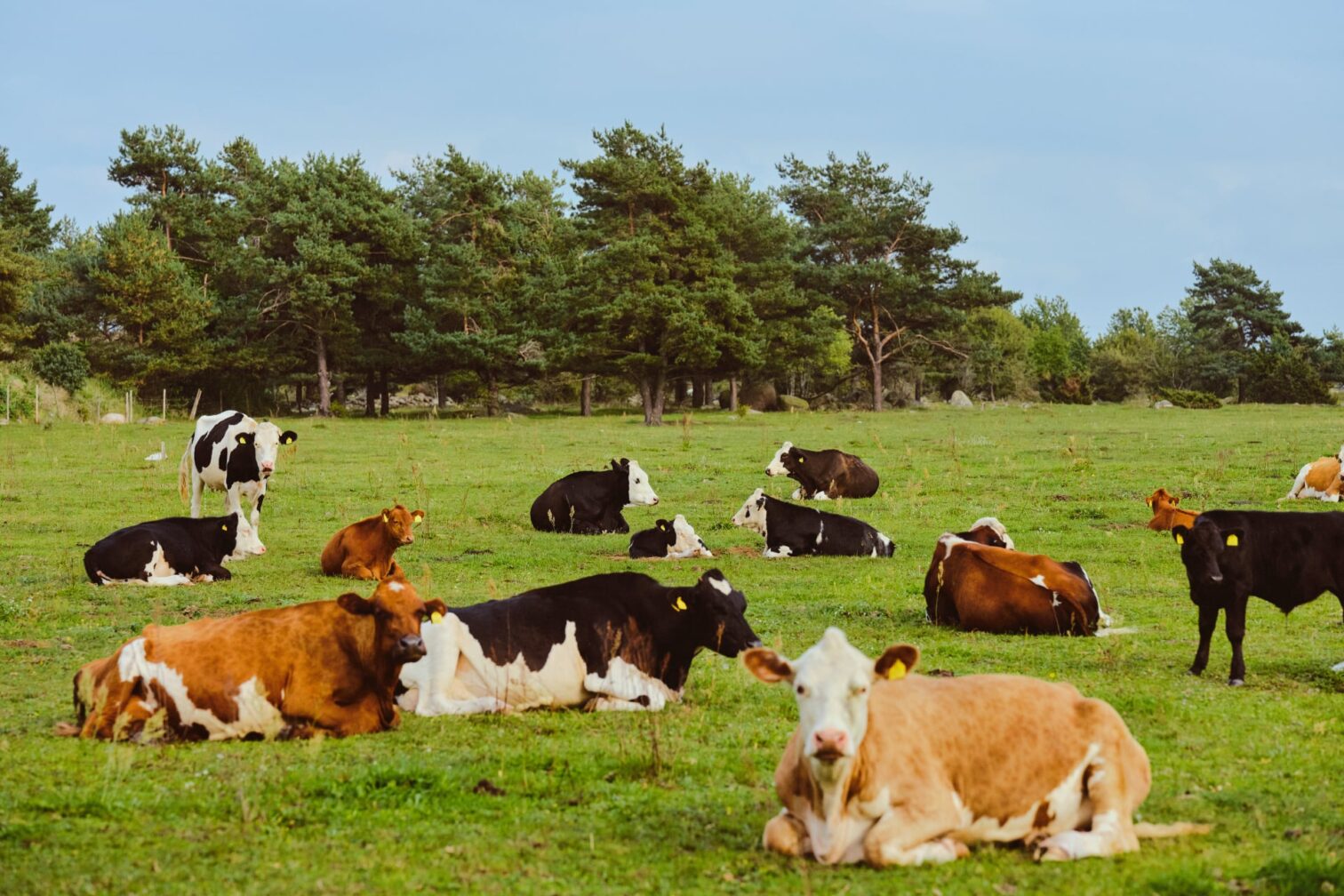 Cows