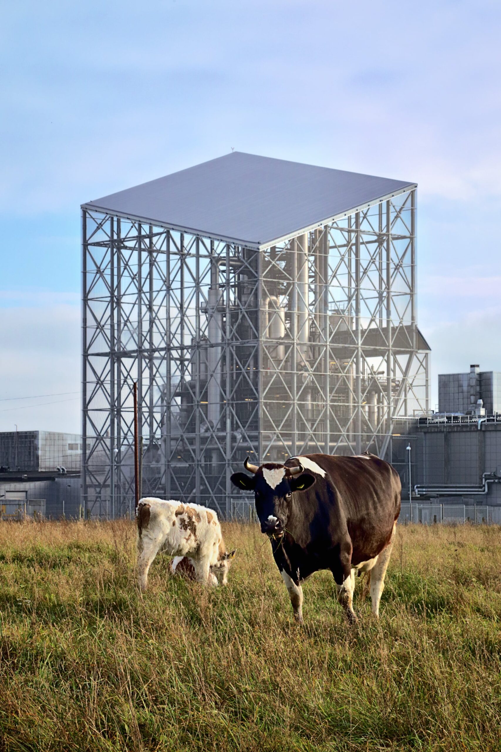 Cows