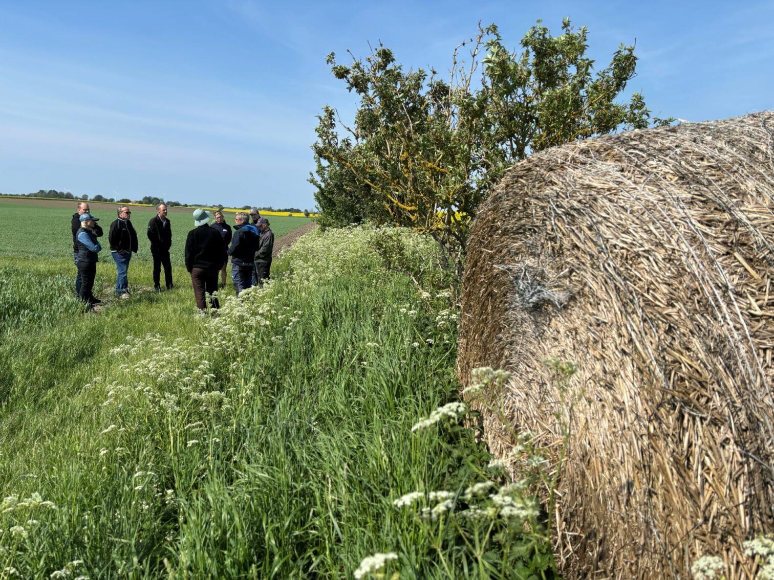 Absolut farmers