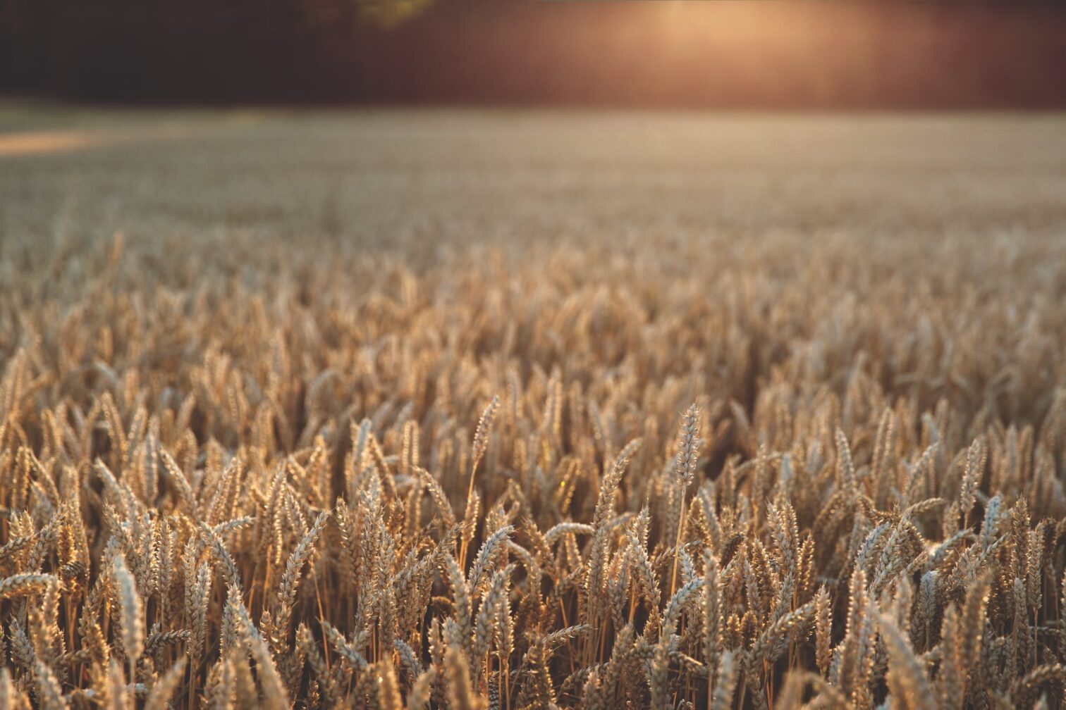 Wheat field